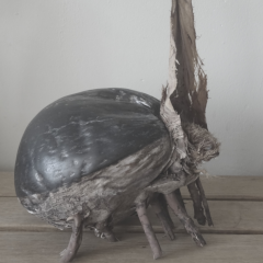 Photo de cocoteus